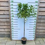 Hortenzia metlinatá (Hydrangea paniculata) ´LIMELIGHT´- výška: 130-150 cm, kont. C5L - NA KMIENKU (-34°C)